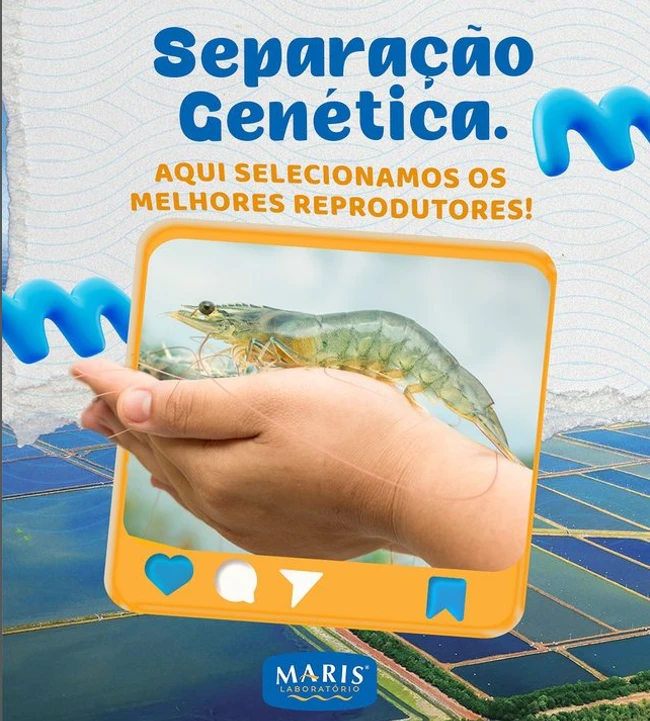 Maris Laboratório, Larvas de Camarão com qualidade selecionada para criação de camarão.