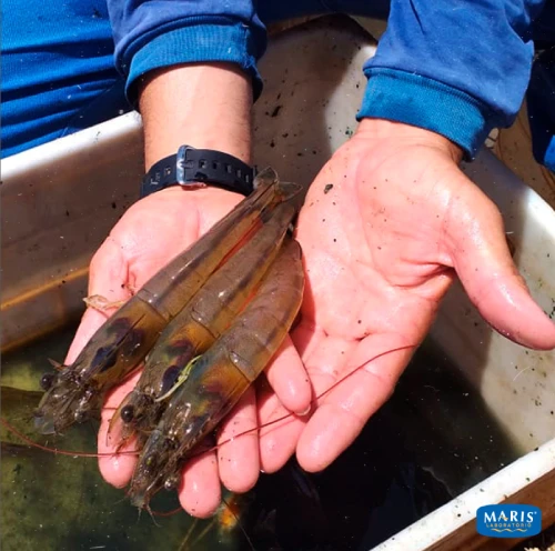 Maris Laboratório, Larvas de Camarão com qualidade selecionada para criação de camarão.